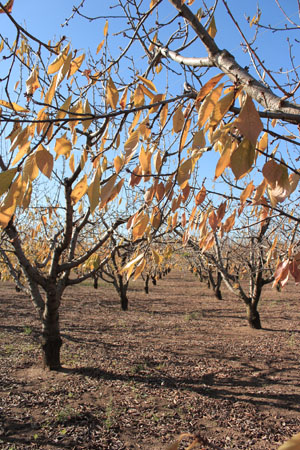 GagliardiMichele_autunno_lucedautunno