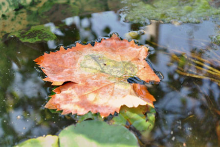 MinerviniValentina_Autunno_La foglia stanca