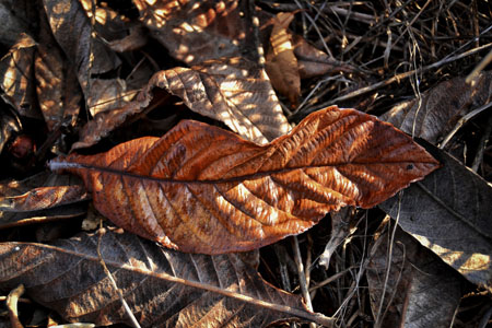 ValenteAnna_autunno_il bacio