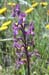 FavuzziIlaria_FlowerPower