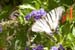 ManciniAntonella_TheFreedomOfTheButterfly