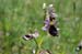 TorchettiEnzo-orchideamurgiana.jpg